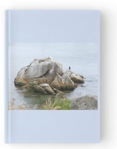 Monterrey Bay Cormorant on Rock