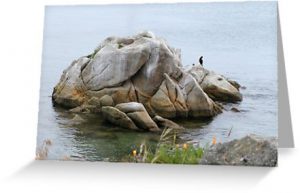 Monterrey Bay Cormorant on Rock - Greeting Card