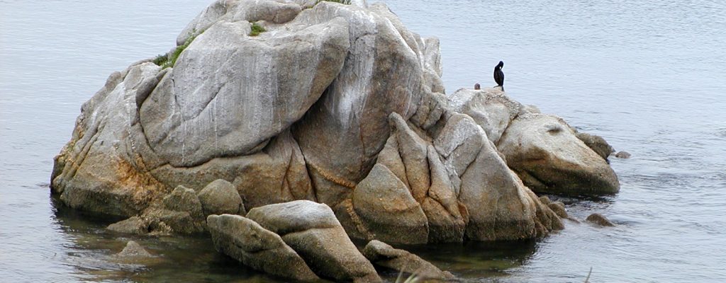 Monterrey Bay Cormorant on Rock