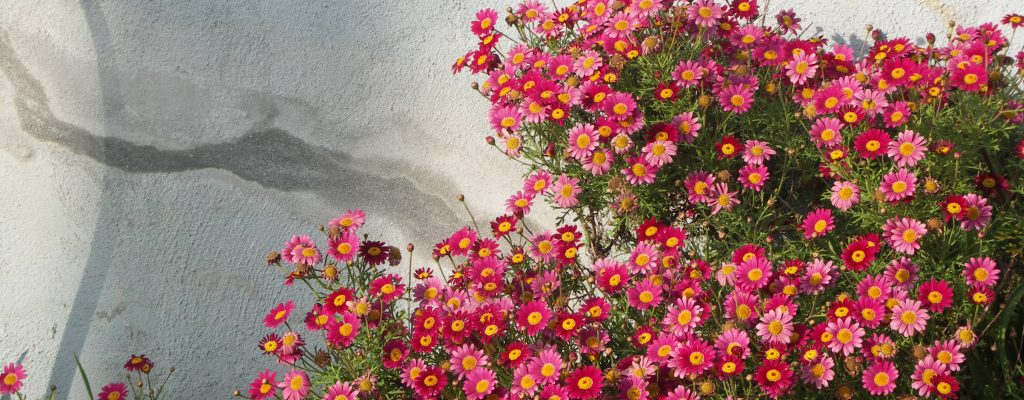 Pink Flowers Against a Gray Stucco Wall