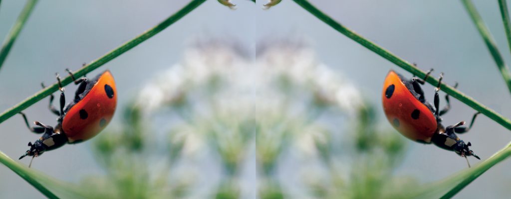 Ladybug on Poison Hemlock with White Flowers