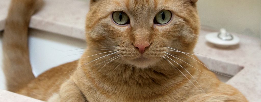 Orange Tabby Cat Sitting in the Sink