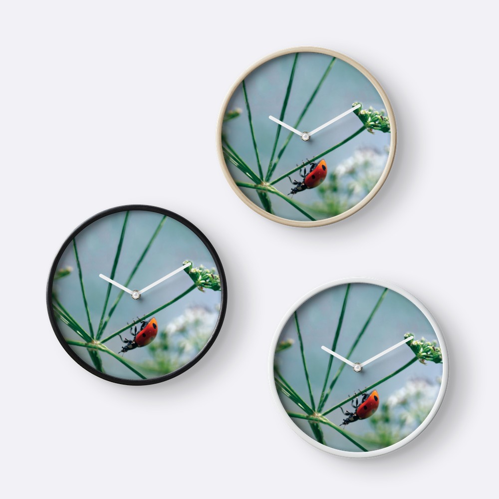 Ladybug on Poison Hemlock with White Flowers - Clocks