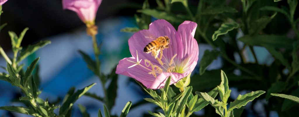 Honeybee on Evening Primrose