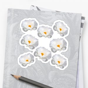 White Prickly Poppy Flowers v1 Stickers