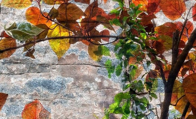 Backlit Fall Leaves Against Weathered Rock
