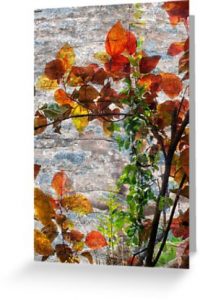 Backlit Fall Leaves Against Weathered Rock Greeting Card