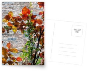 Backlit Fall Leaves Against Weathered Rock Postcard