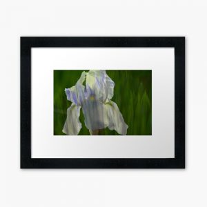 Framed print: Pale Blue Iris with Pattern of Iris Leaves