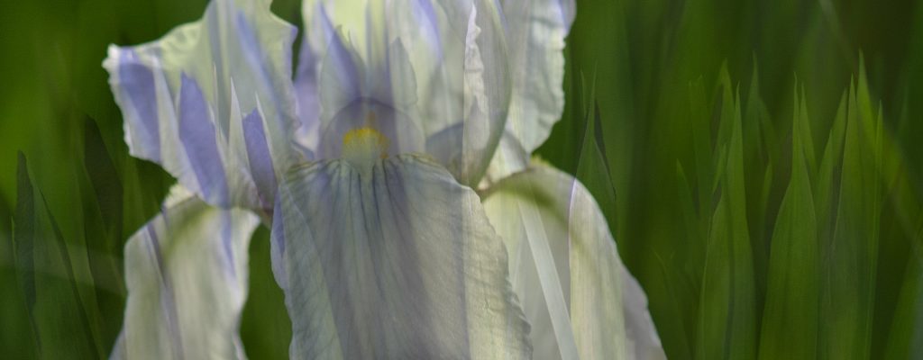 Pale Blue Iris with Pattern of Iris Leaves Hardcover Journal