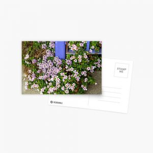 Pink and Purple Flowers Around Base of Blue Fence - postcard