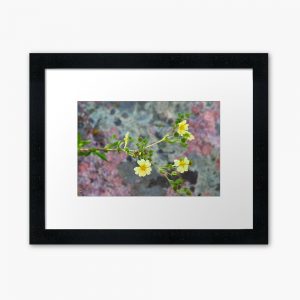 Colorado Wildflowers with Lichen Background - framed print
