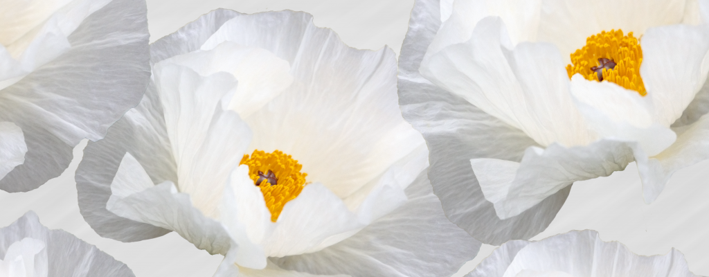 White Prickly Poppy Flowers: Two Versions