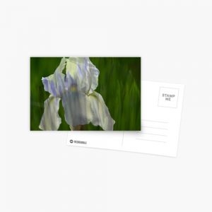 Postcard: Pale Blue Iris with Pattern of Iris Leaves